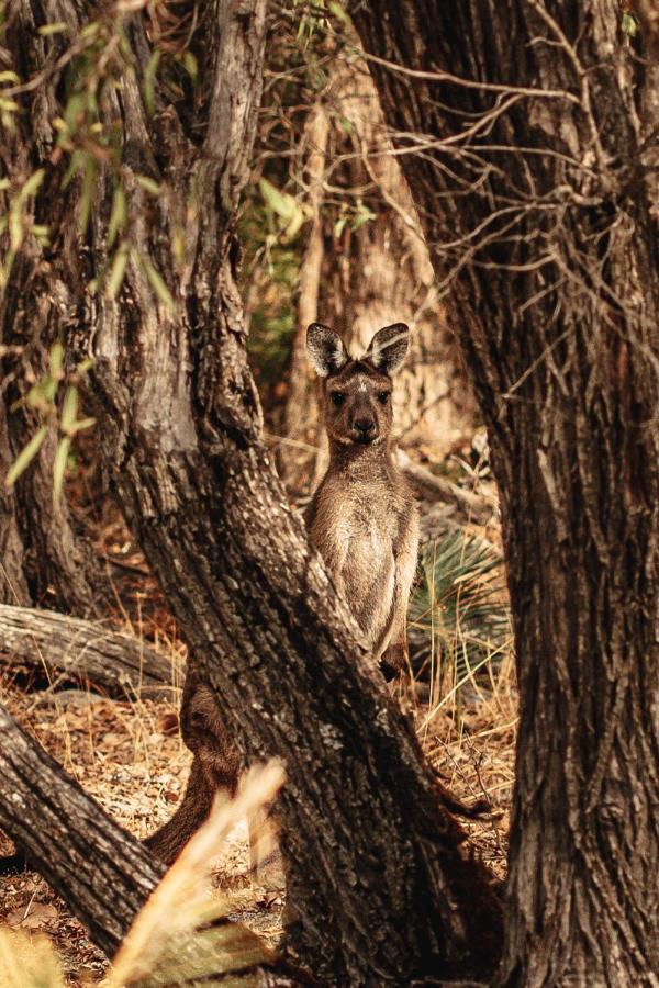 Bussells Bushland Cottages Margaret River Exteriér fotografie