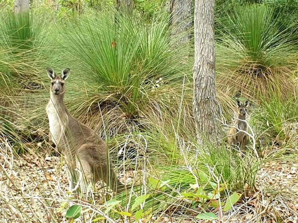 Bussells Bushland Cottages Margaret River Exteriér fotografie