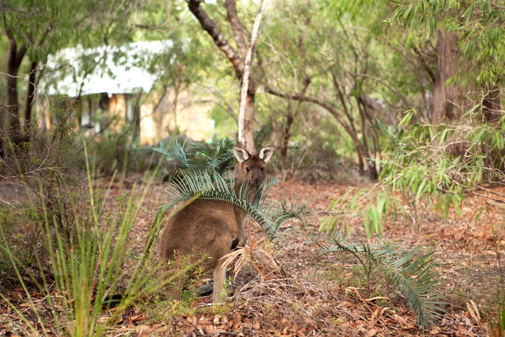Bussells Bushland Cottages Margaret River Exteriér fotografie